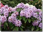 Rhododendron Humbold