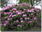 Rhododendron Yakushimanum Morgenrot